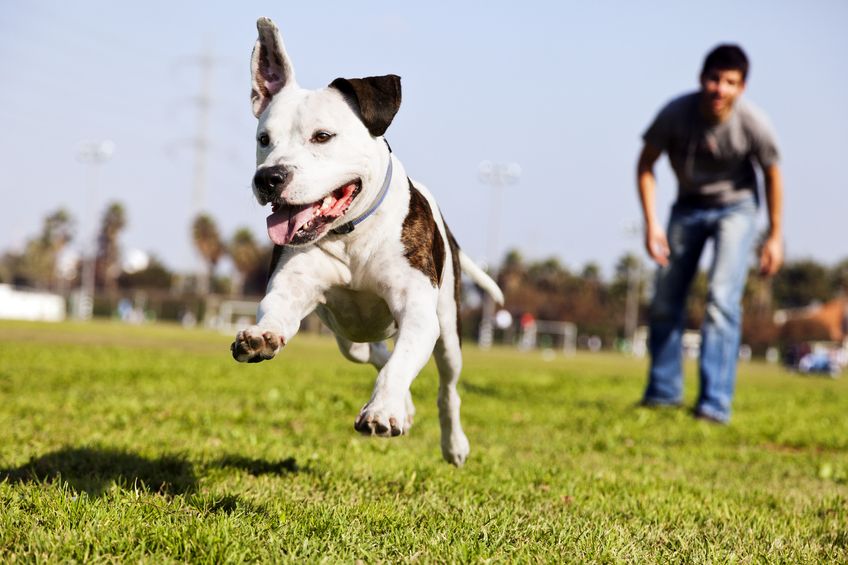 dog owners | Princeton Nutrients
