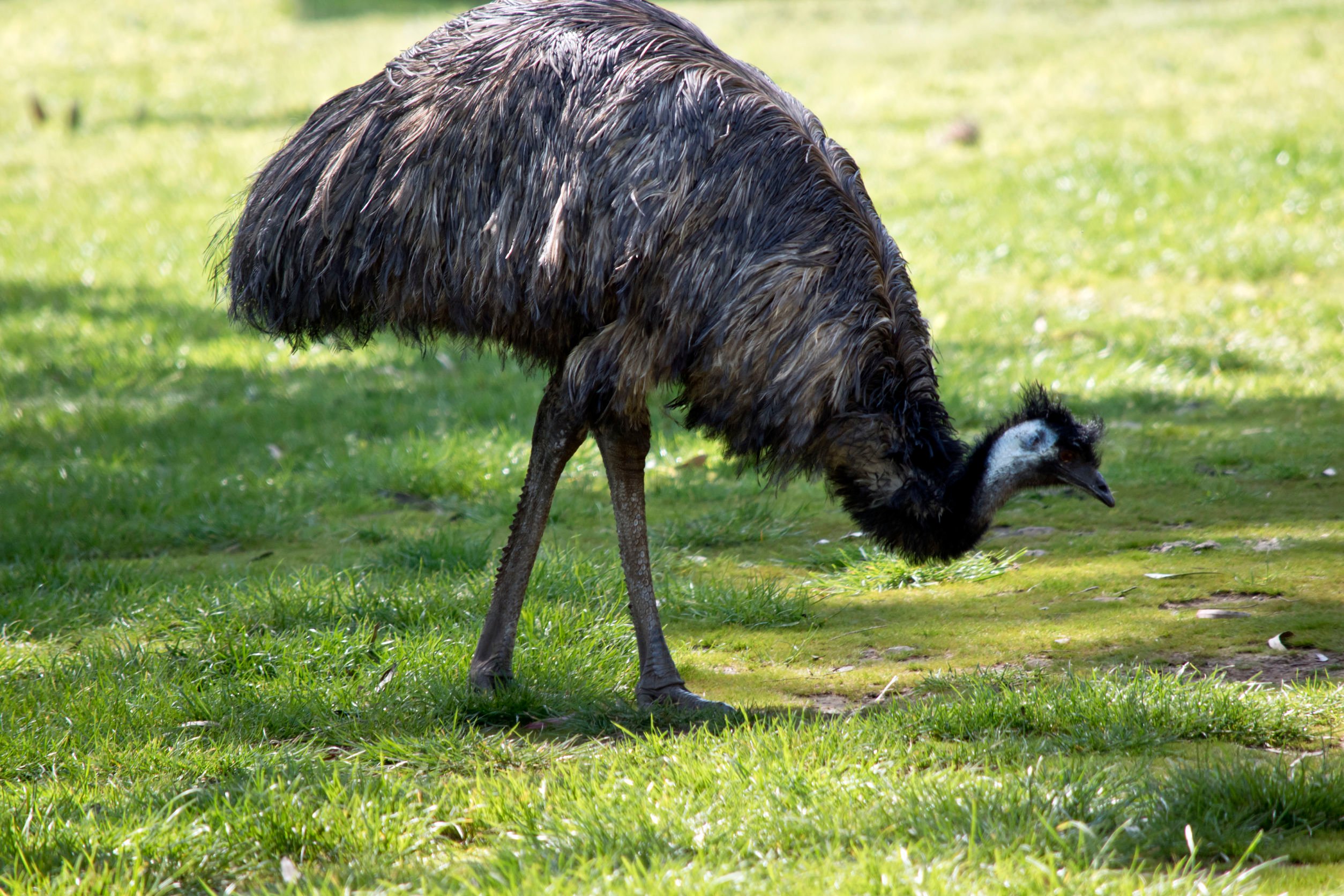 Emu Oil: An Ancient Australian Skincare Secret
