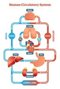 blood circulation | Princeton Nutrients